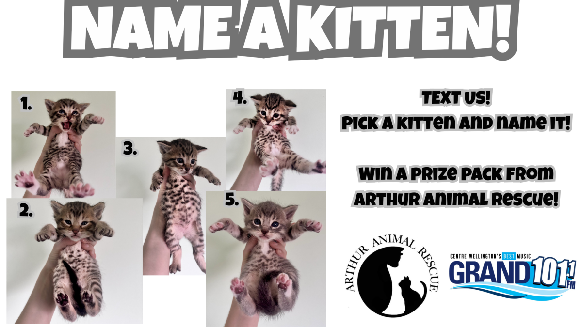 TEXT TO WIN: Name A Kitten and Win a Price Pack from Arthur Animal Rescue!