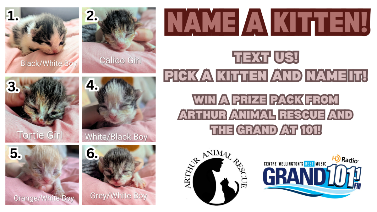 TEXT TO WIN: Name a Kitten for a Chance to Win a Prize Pack!