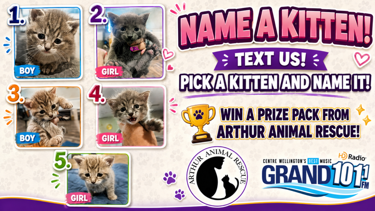 TEXT TO WIN: Name A Kitten and Win a Prize from Arthur Animal Rescue!